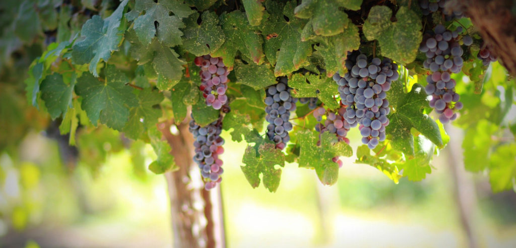 Wine Filtration